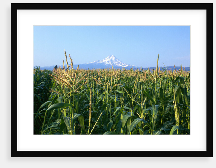Corn Growing Near Mt. Hood by Anonymous