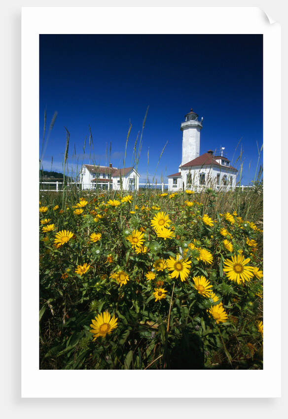 Wildflowers Blooming Near Lighthouse by Anonymous