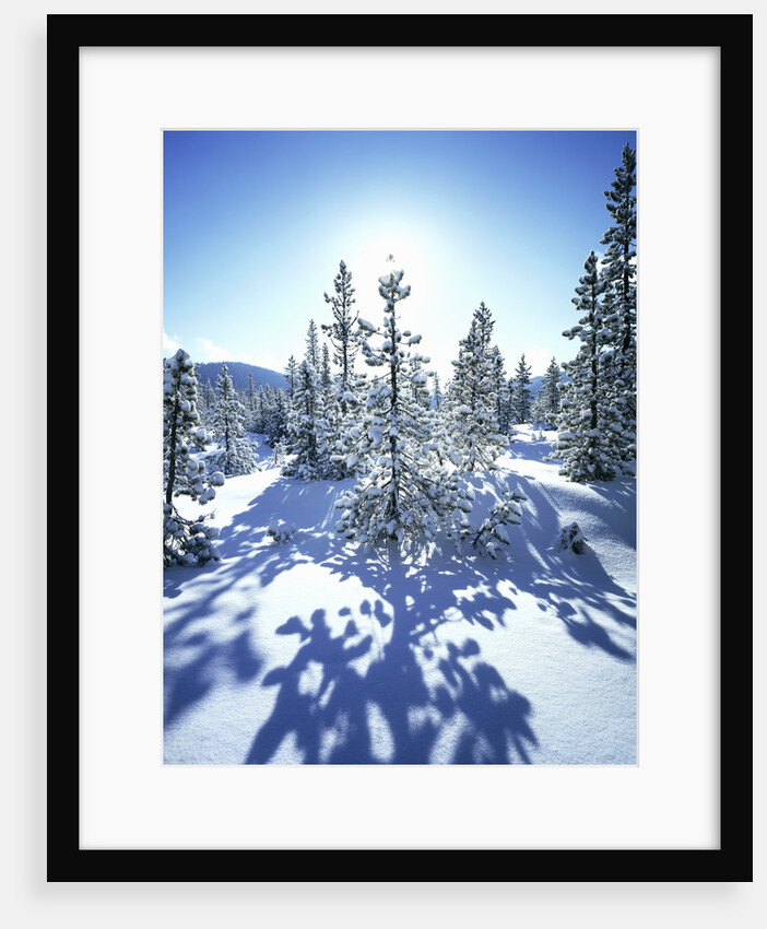 Sun Shining on Snow-Covered Trees by Anonymous