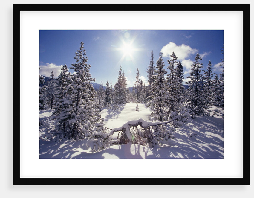 Sun Shining on Snow-Covered Trees by Anonymous
