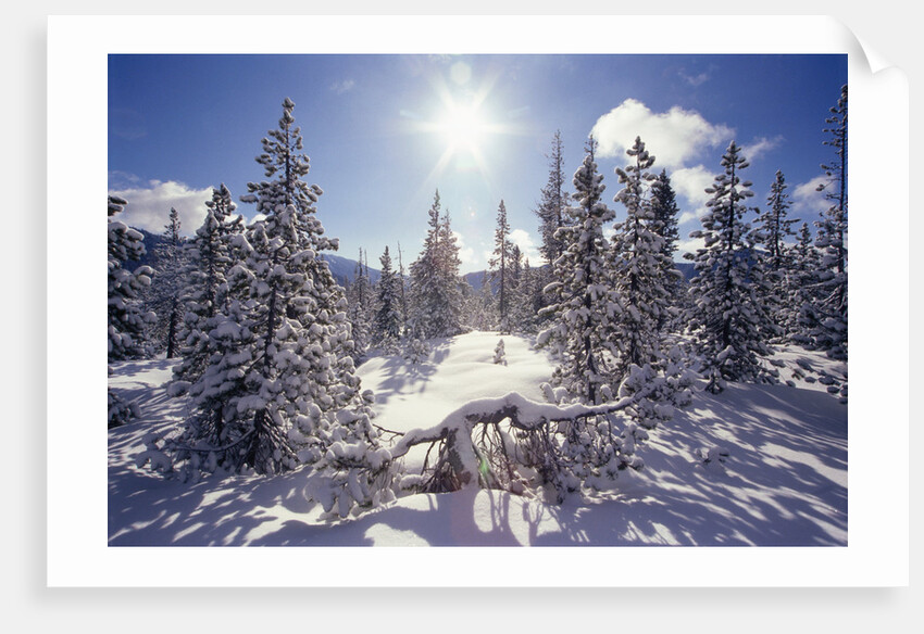 Sun Shining on Snow-Covered Trees by Anonymous