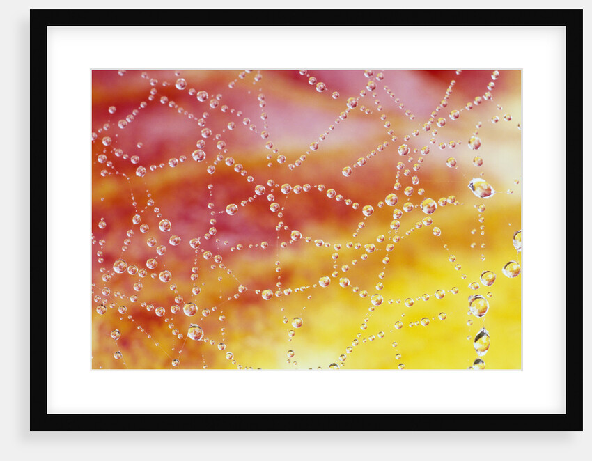 Dew Collecting on Spider Web by Anonymous