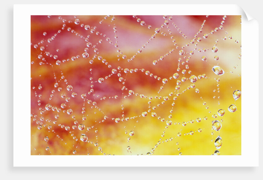Dew Collecting on Spider Web by Anonymous