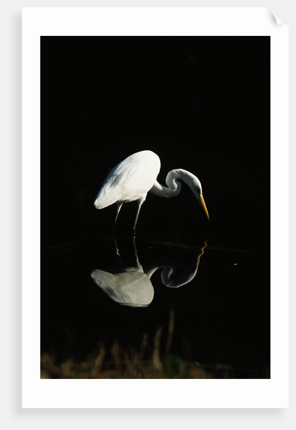 Great Egret by Anonymous