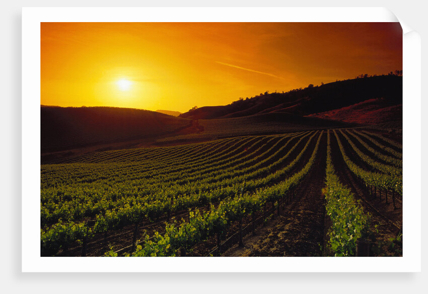 Vineyards at Sunset by Anonymous