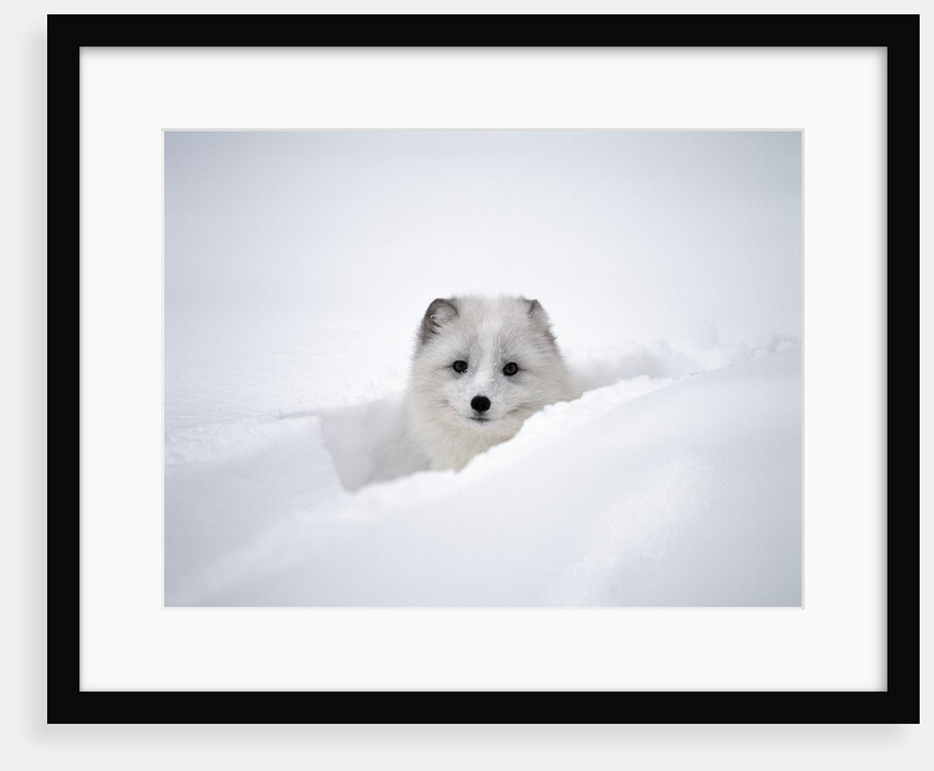 Arctic Fox Peeking Out of Snow by Anonymous