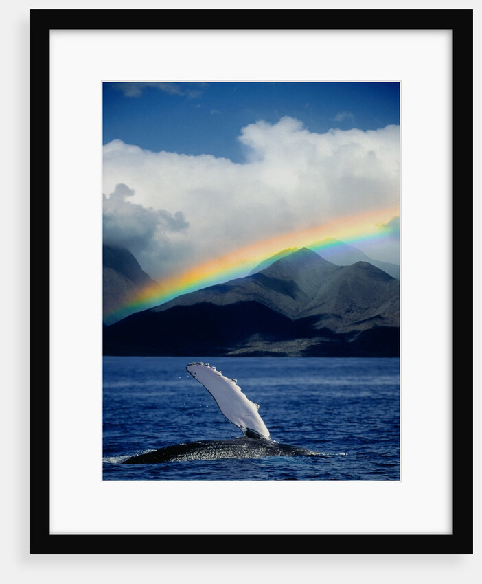 Rainbow over Breaching Humpback Whale by Anonymous