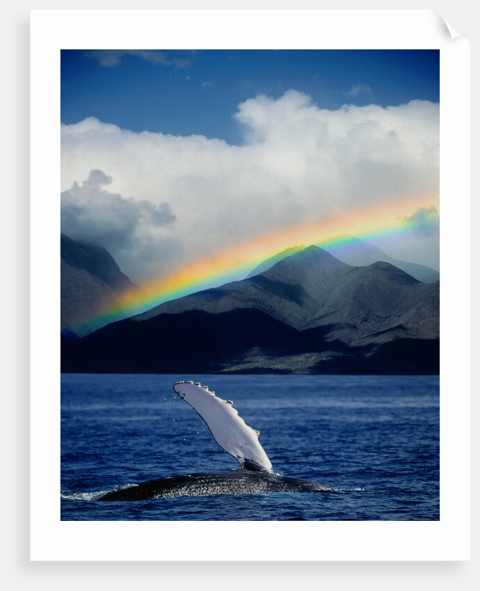 Rainbow over Breaching Humpback Whale by Anonymous