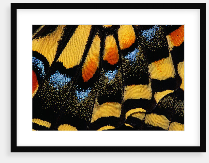 Close-Up of Anise Swallowtail's Wing by Anonymous