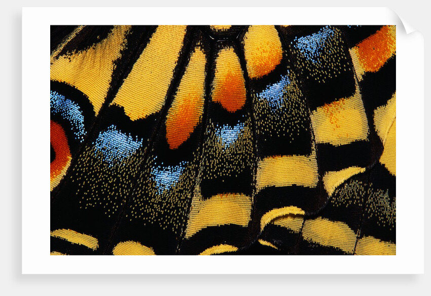 Close-Up of Anise Swallowtail's Wing by Anonymous