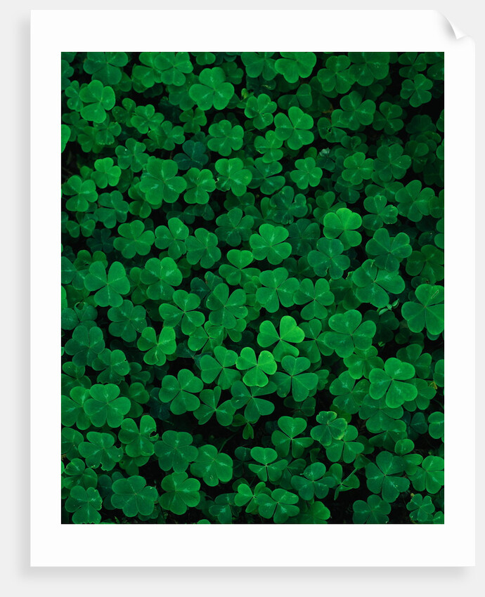 Clovers by Anonymous