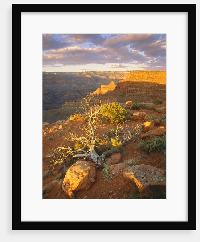 Rocks and Shrubs at the Grand Canyon by Anonymous