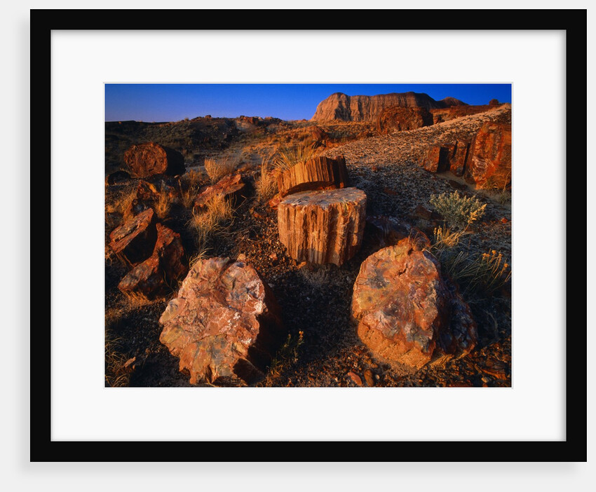 Petrified Forest by Anonymous