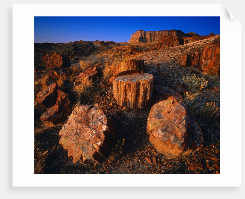 Petrified Forest by Anonymous
