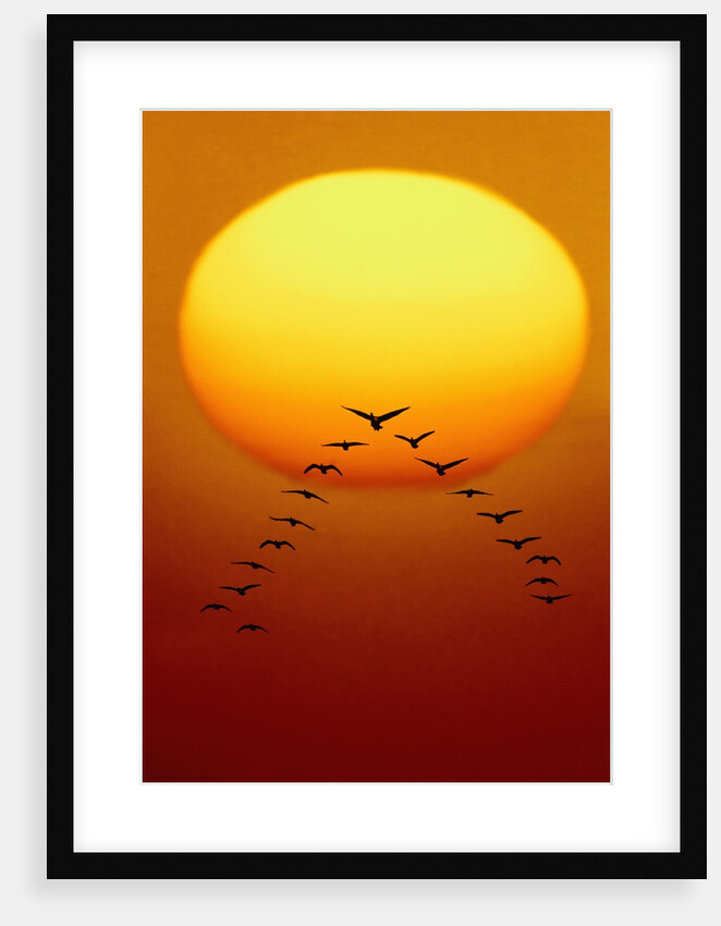 Geese Migrating by Anonymous