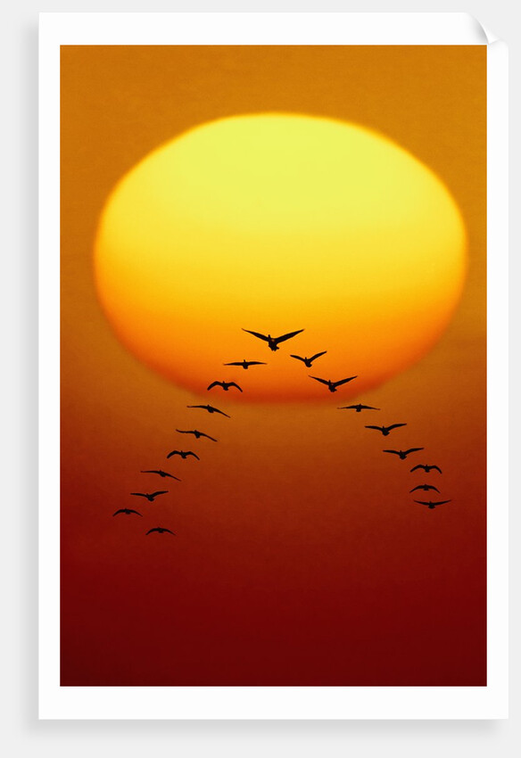 Geese Migrating by Anonymous