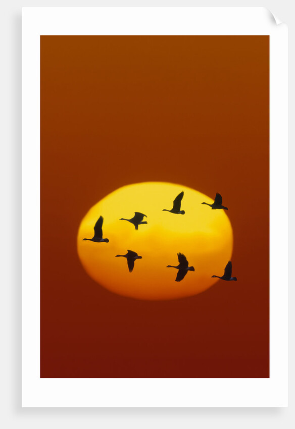 Canada Geese Flying in Formation by Anonymous