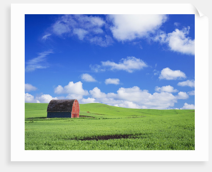 Old Barn Amidst Pea Field by Anonymous