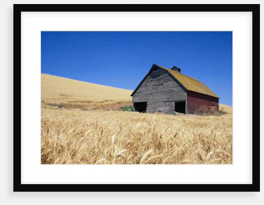 Wheat Crop Growing in Field By Barn by Anonymous