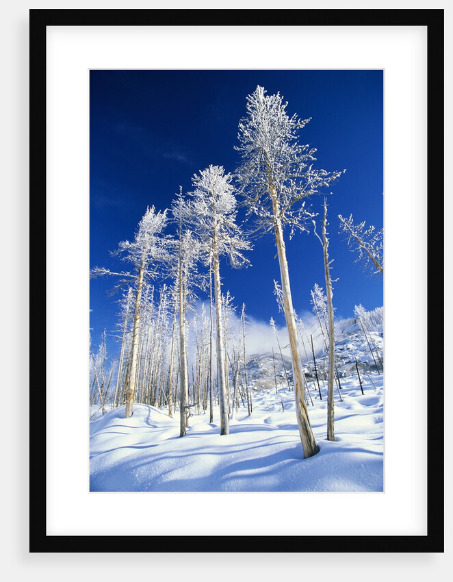 Trees in Snow by Anonymous