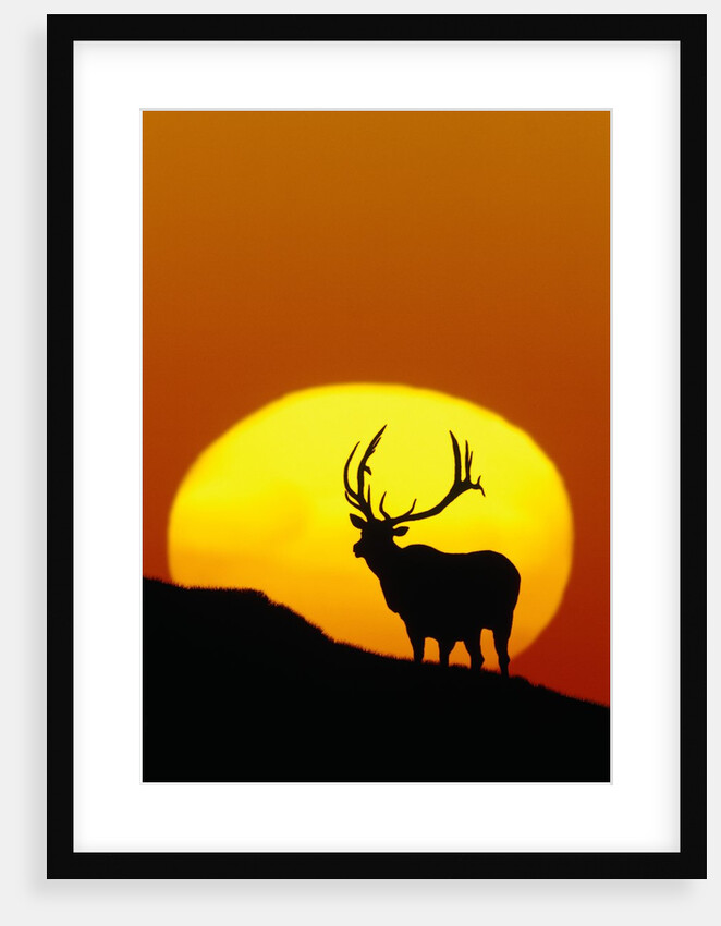 Bull Elk Outlined by Sun by Anonymous