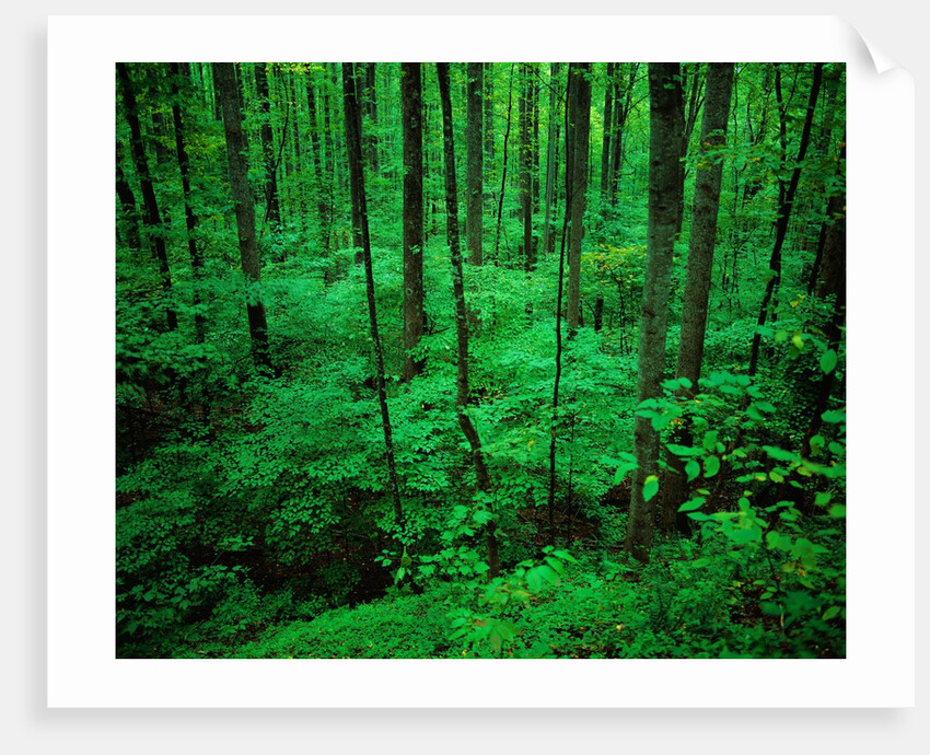 Forest in Great Smoky Mountains by Anonymous