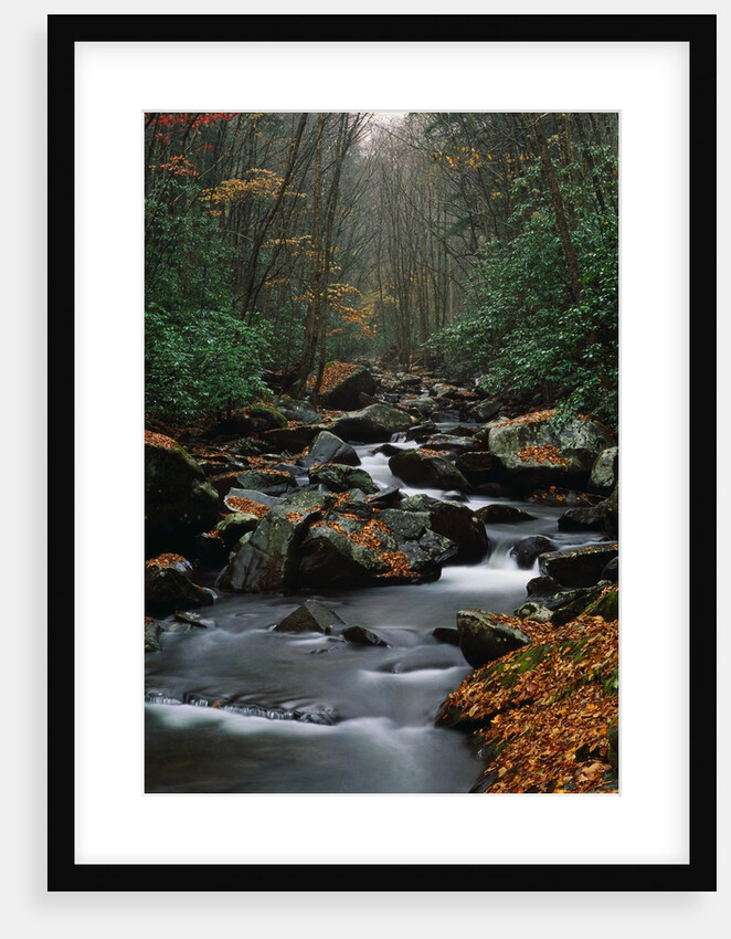 Stream Running Through Forest by Anonymous