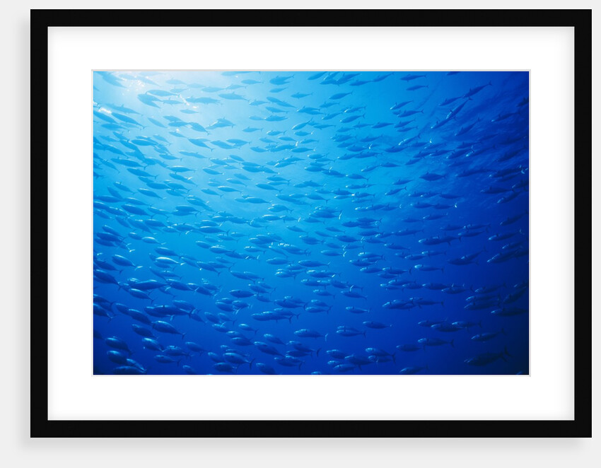 School of Skipjack Tunas by Anonymous