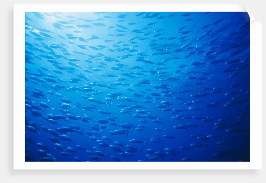 School of Skipjack Tunas by Anonymous