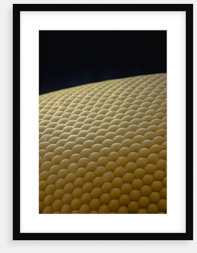 Microscopic View of Eye of Fly by Anonymous