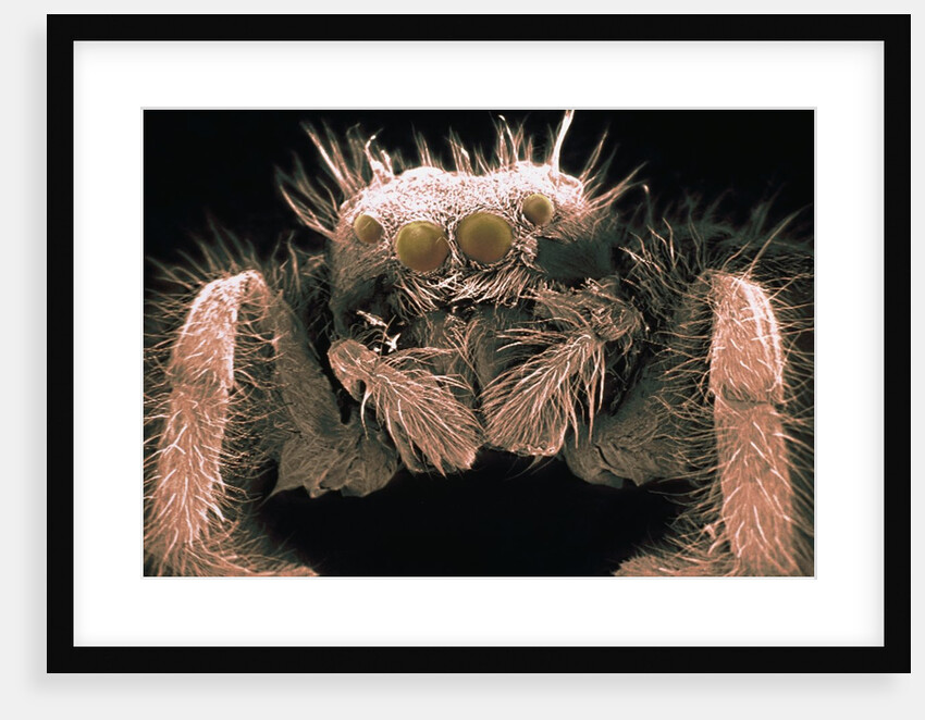 Microscopic View of Spider by Anonymous