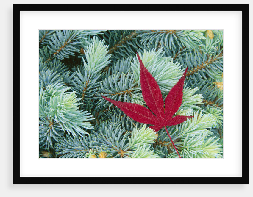 Japanese Maple Leaf on Evergreen by Anonymous