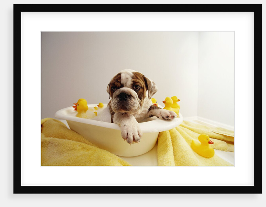 Bulldog Puppy in Miniature Bathtub by Anonymous