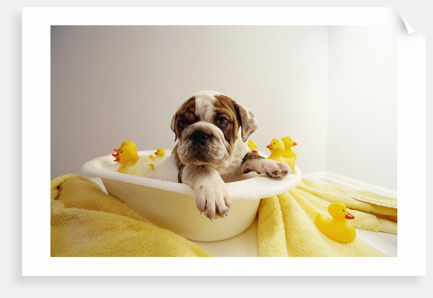 Bulldog Puppy in Miniature Bathtub by Anonymous