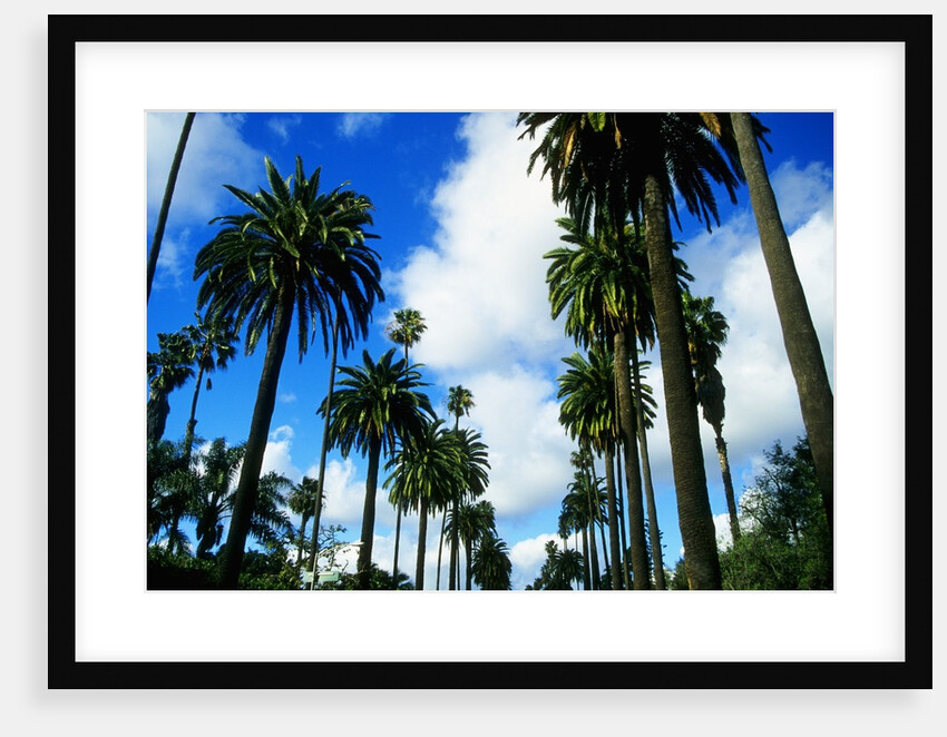 Palm Trees Lining Street by Anonymous