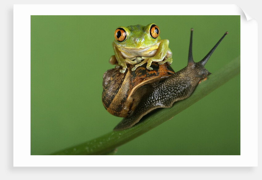 Tree Frog Resting on Snail's Shell by Anonymous