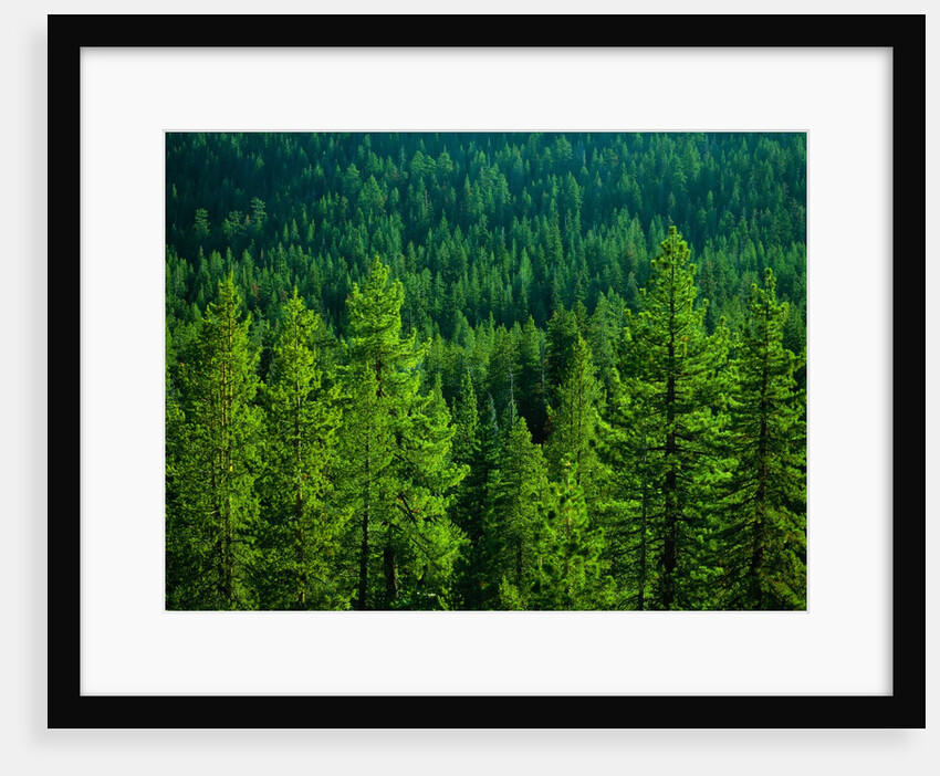 Pine Forest in Yosemite National Park by Anonymous
