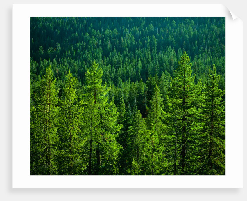 Pine Forest in Yosemite National Park by Anonymous