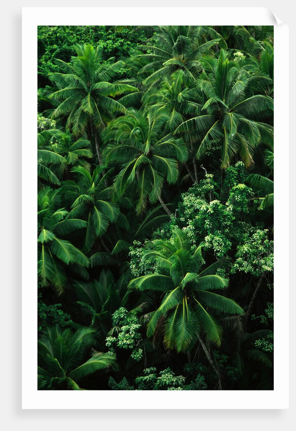 Lush Plants in Hawaiian Rainforest by Anonymous