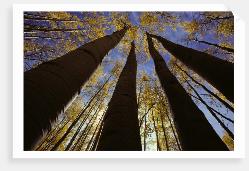 Towering Aspens by Anonymous