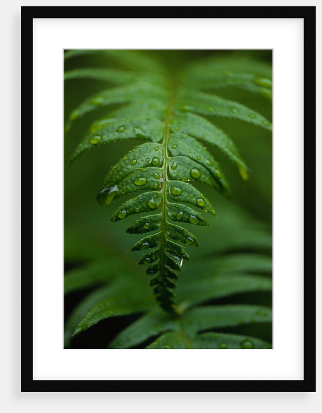 Fern Leaf by Anonymous