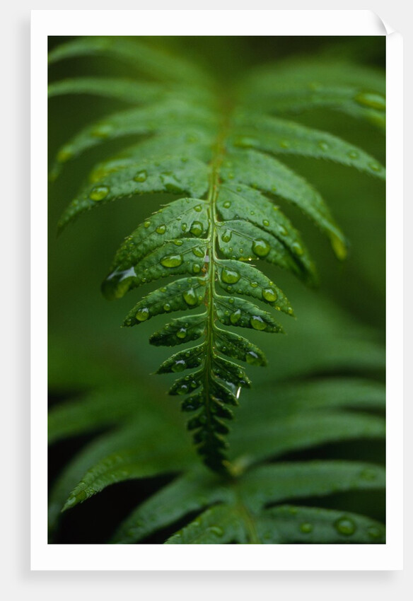 Fern Leaf by Anonymous