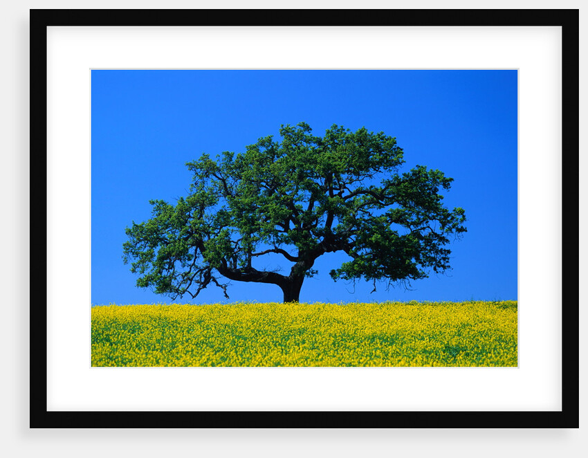 Oak in Blooming Meadow by Anonymous
