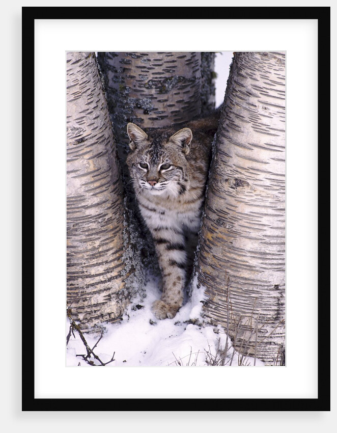 Bobcat in the snow in Montana by Anonymous