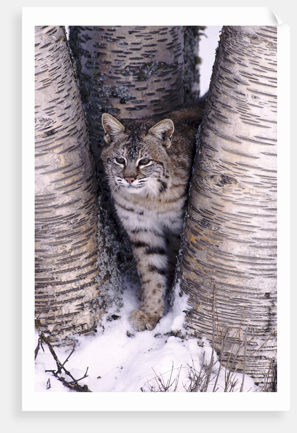 Bobcat in the snow in Montana by Corbis