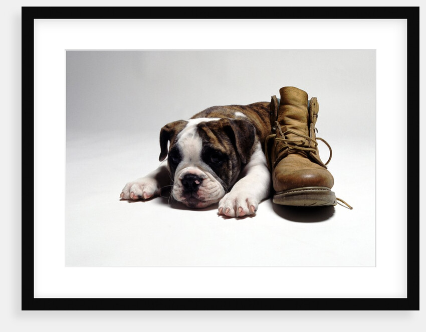 Portrait of English bulldog puppy with boot by Anonymous