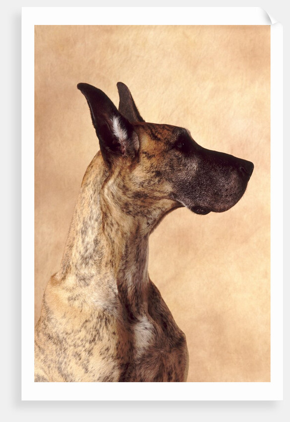 Profile of a Great Dane by Anonymous
