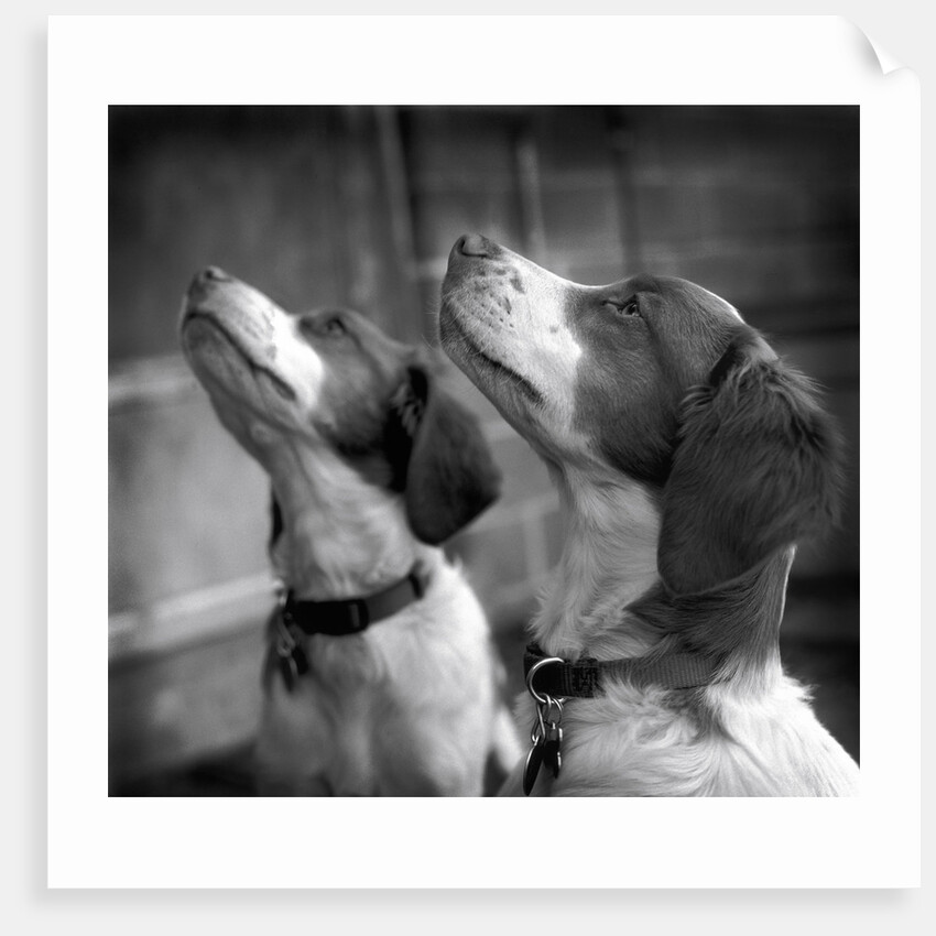 Brittany Spaniels Waiting Patiently by Anonymous