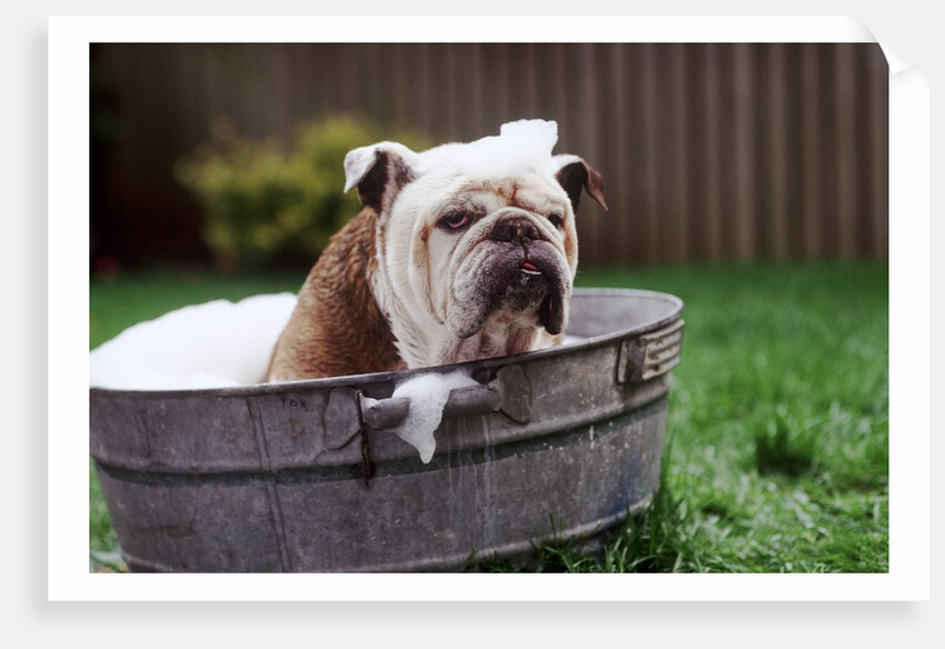 Bulldog Bathing In Washtub by Anonymous