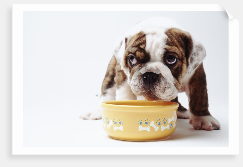 Bulldog Puppy Looking Up From His Bowl by Anonymous